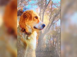 Rescue Puppy Portrait, 