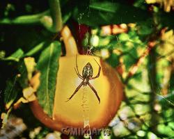 Garden Angel, a Spider Photo