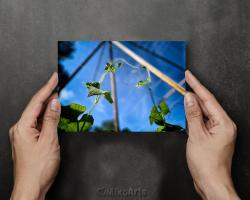 Chasing Miracles, Loofah 5x7 Greeting Cards